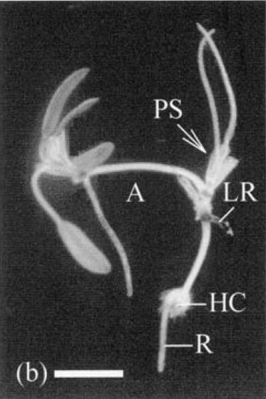 zakaria (2002) - rhizome development.JPG